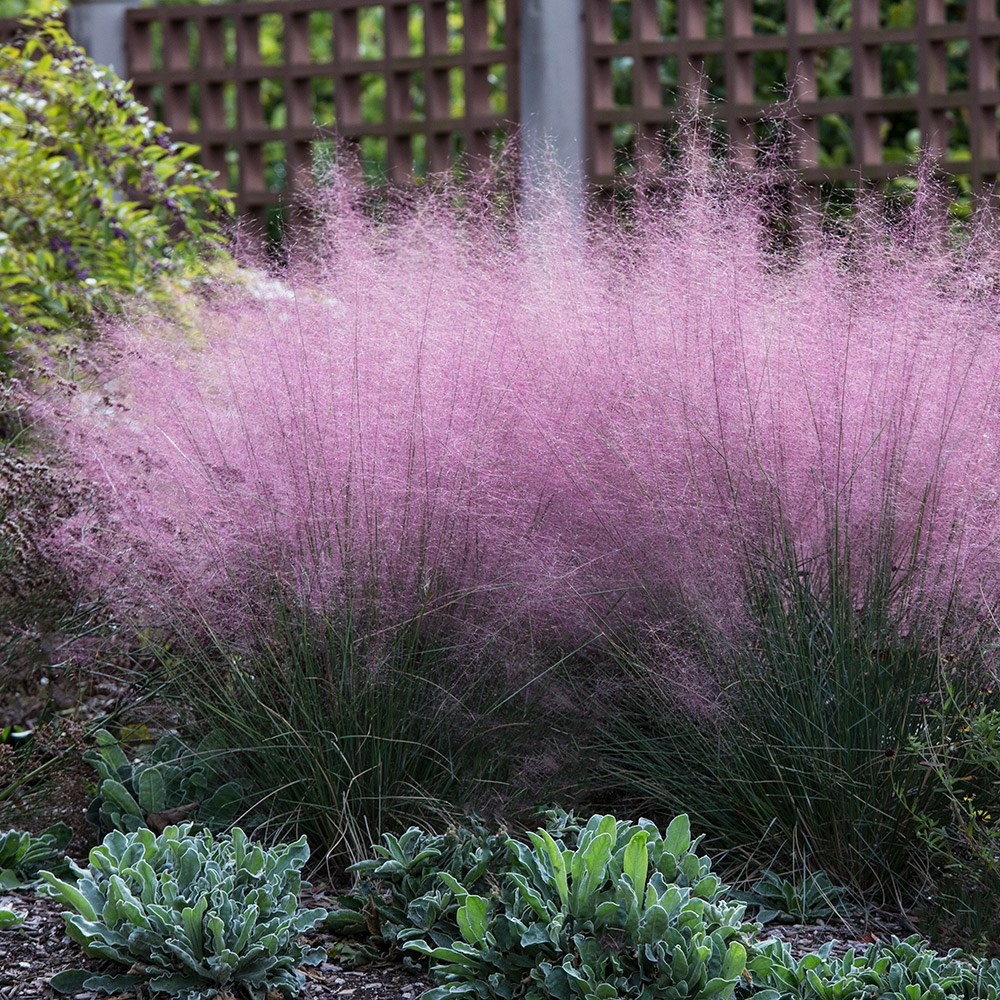 Muhlenbergia Capillaris | Pink Muhly Grass