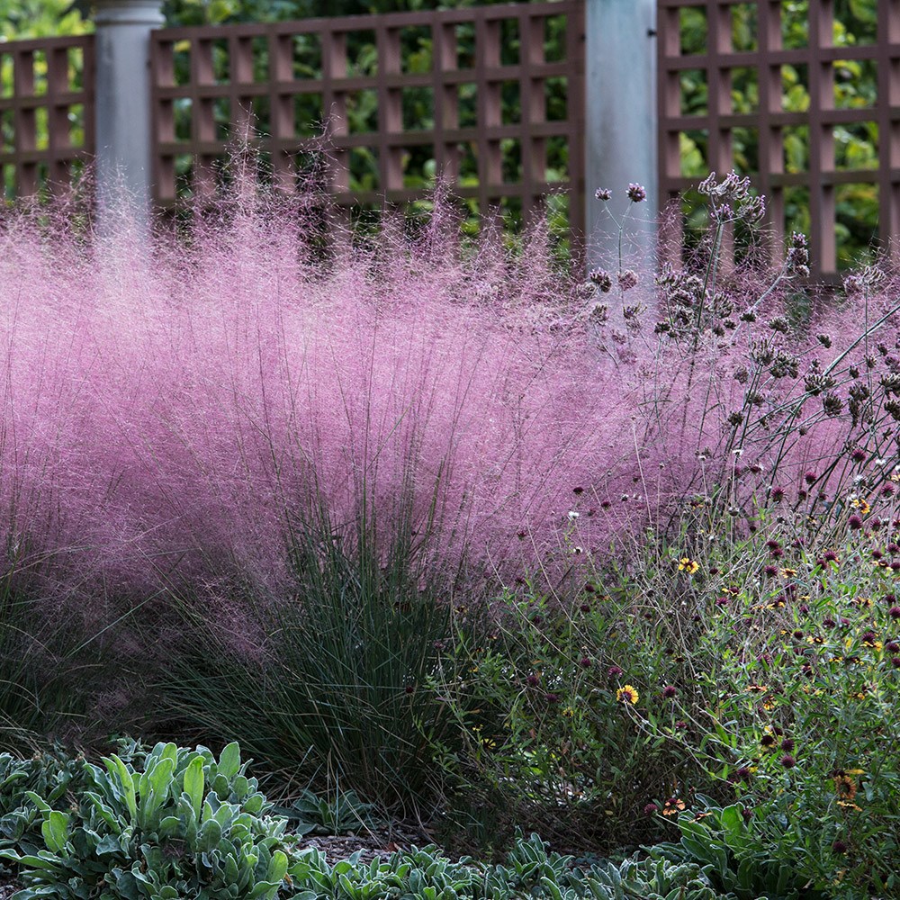 Muhlenbergia Capillaris | Pink Muhly Grass