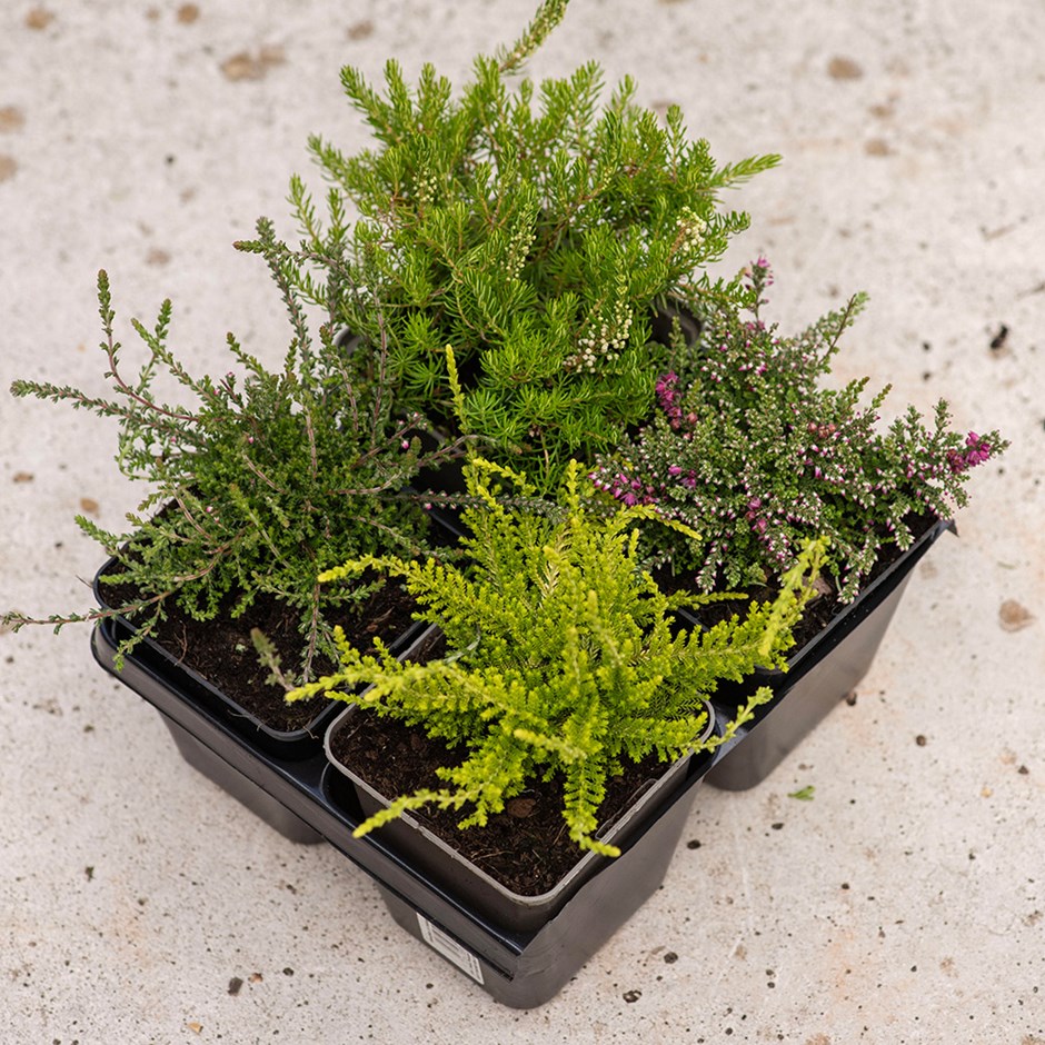 Heather collection (4 mixed heathers)