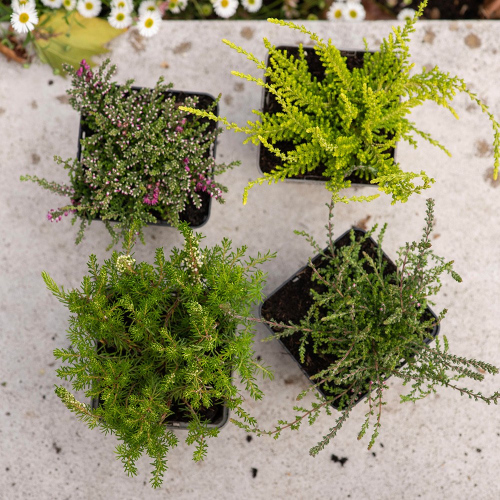 Heather collection (4 mixed heathers)