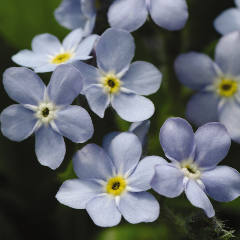 Forget-Me-Not Mon Amie Blue