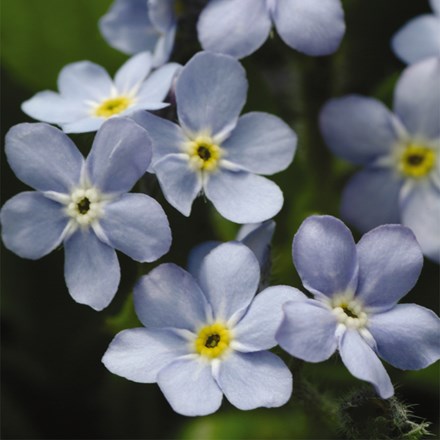 Myosotis sylvatica Mon Amie Blue