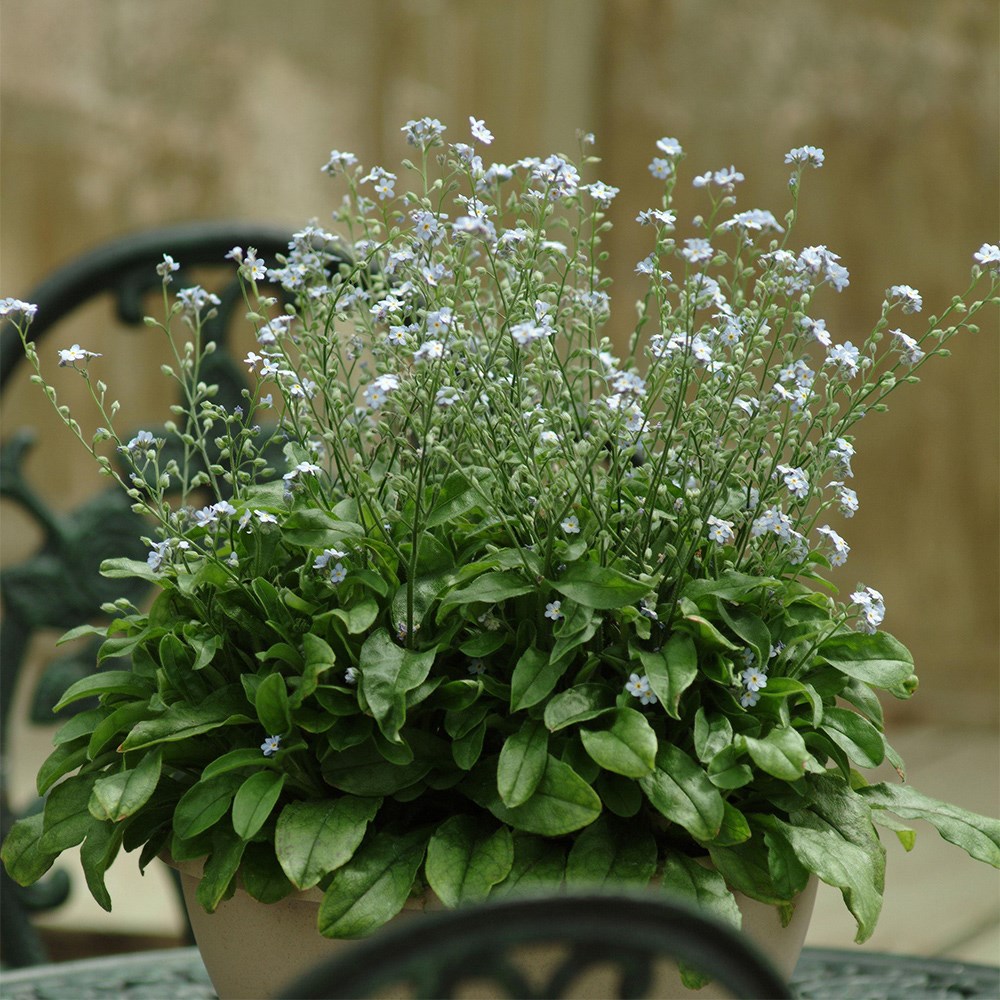 Forget-Me-Not Mon Amie Blue