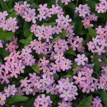 Myosotis sylvatica Mon Amie Pink