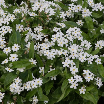 Myosotis sylvatica Mon Amie White