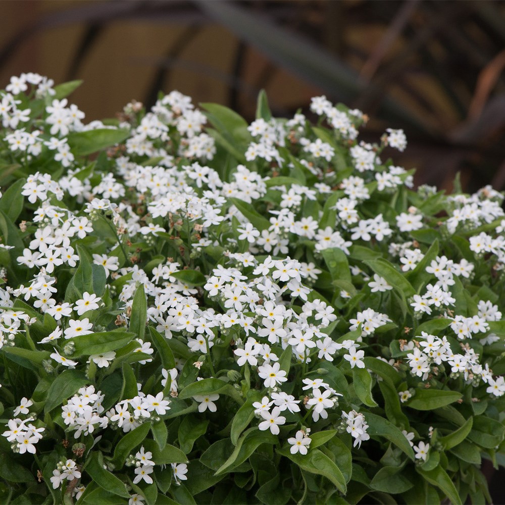 Forget-Me-Not Mon Amie White