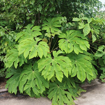 Tetrapanax Papyrifer Rex | Chinese Rice-paper Plant