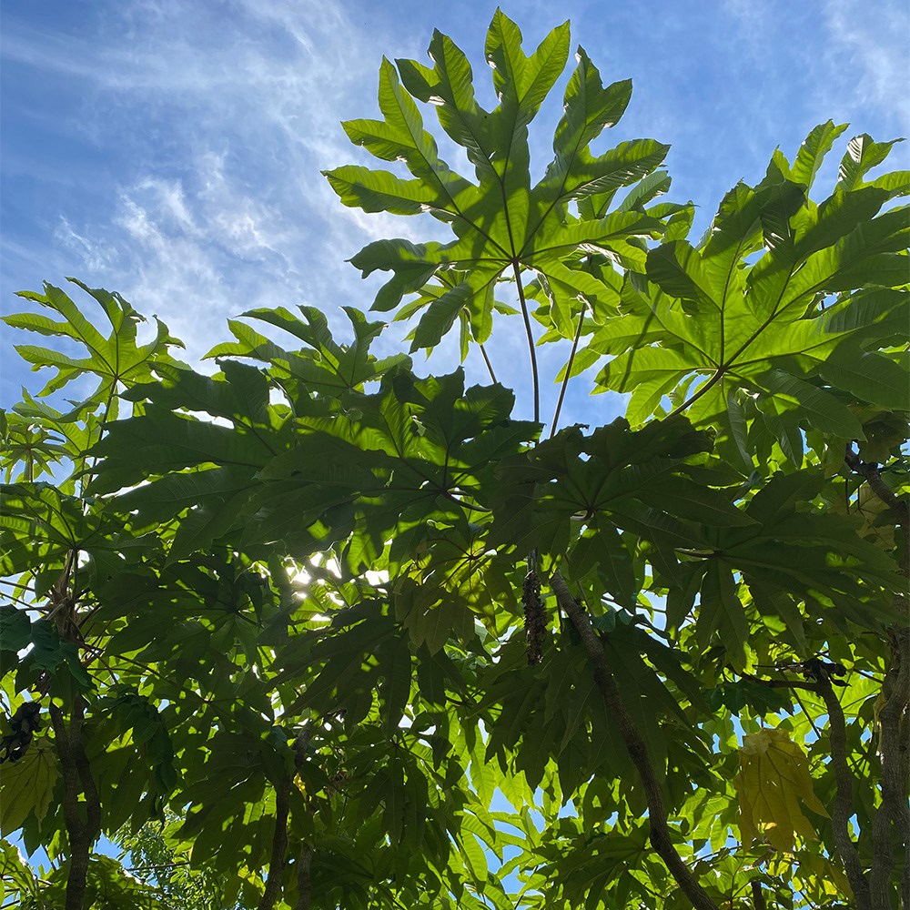 Tetrapanax Papyrifer Rex | Chinese Rice-paper Plant