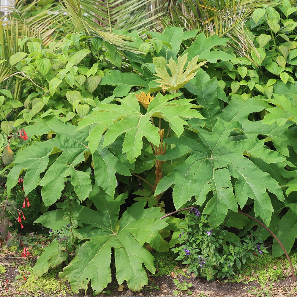 Tetrapanax Papyrifer Rex | Chinese Rice-paper Plant