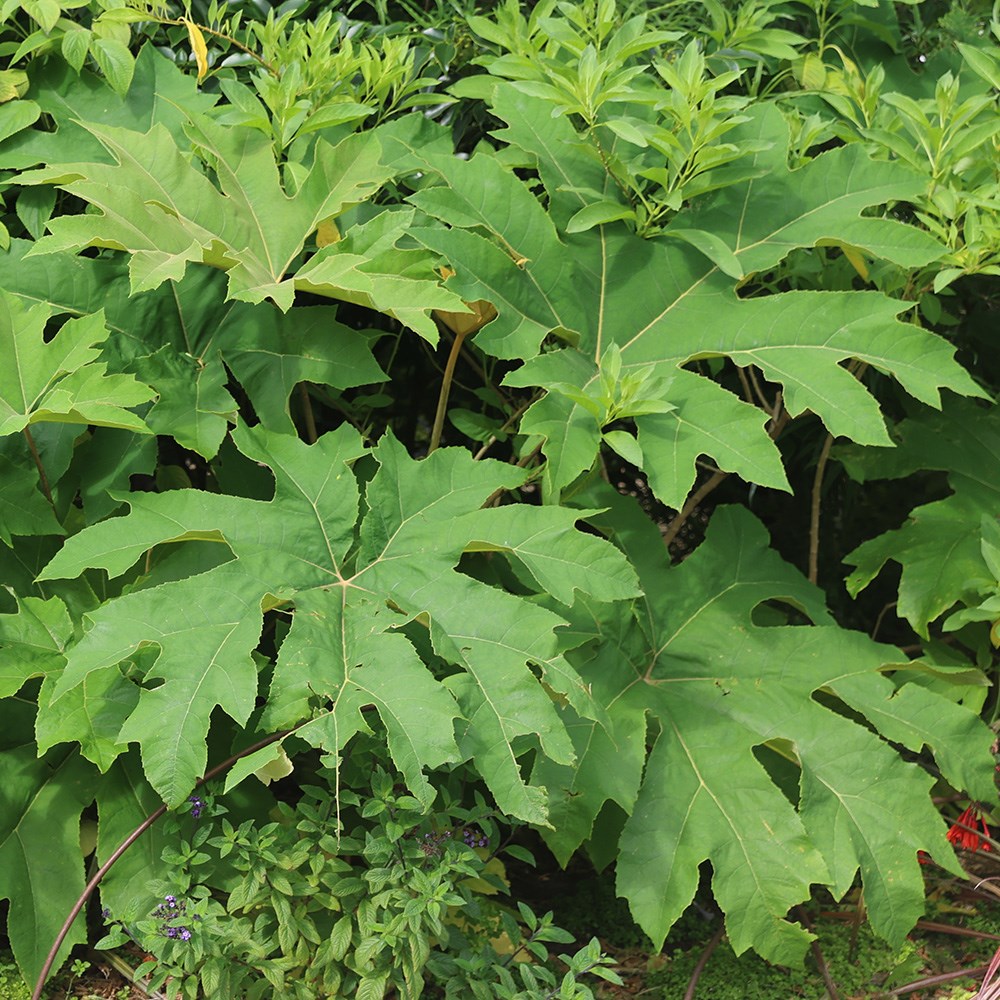 Tetrapanax Papyrifer Rex | Chinese Rice-paper Plant