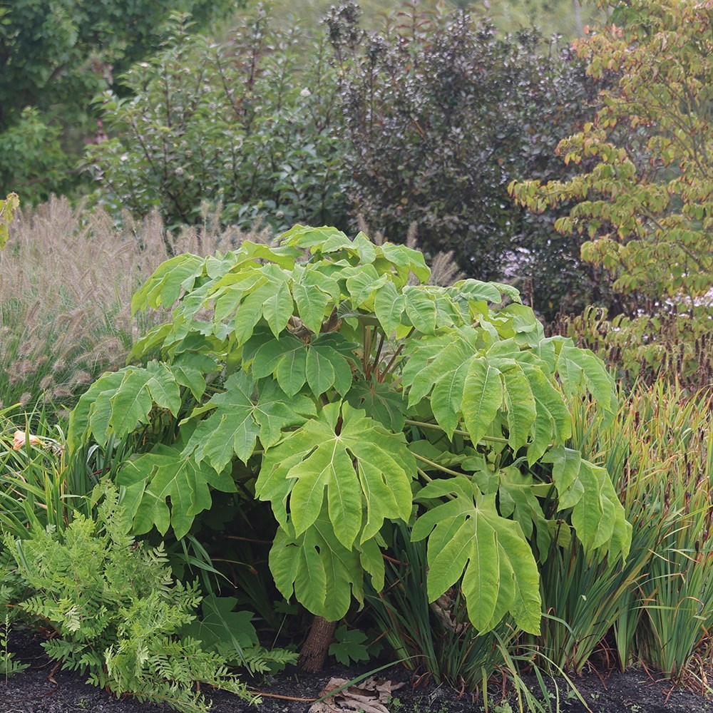 Tetrapanax Papyrifer Rex | Chinese Rice-paper Plant