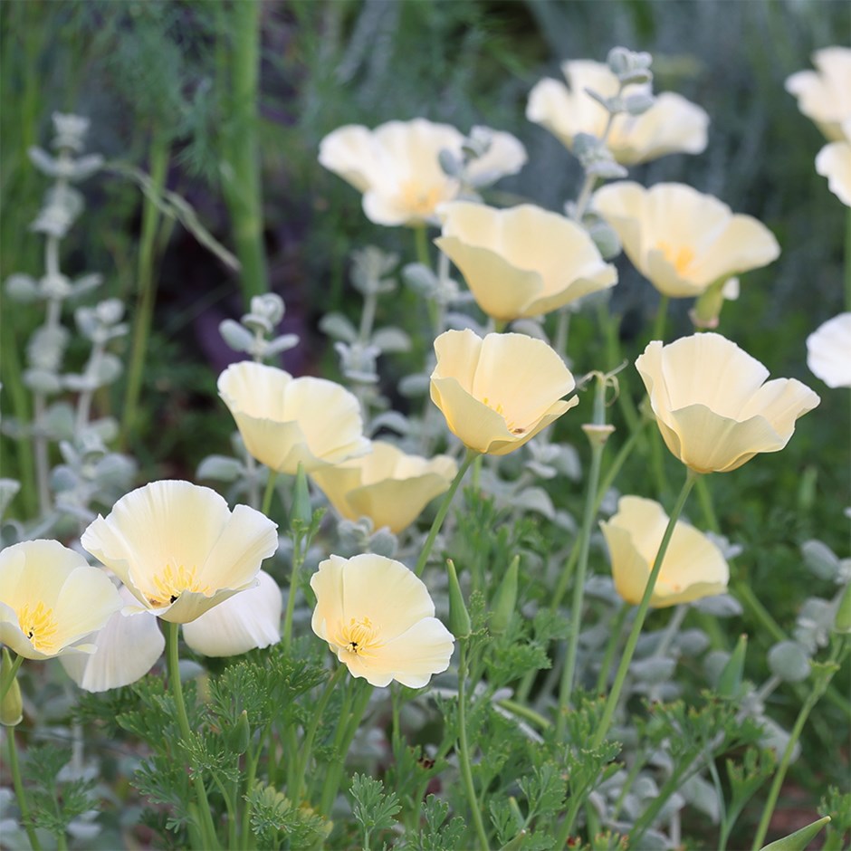 Eschscholzia californica Ivory Castle | Californian Poppy 