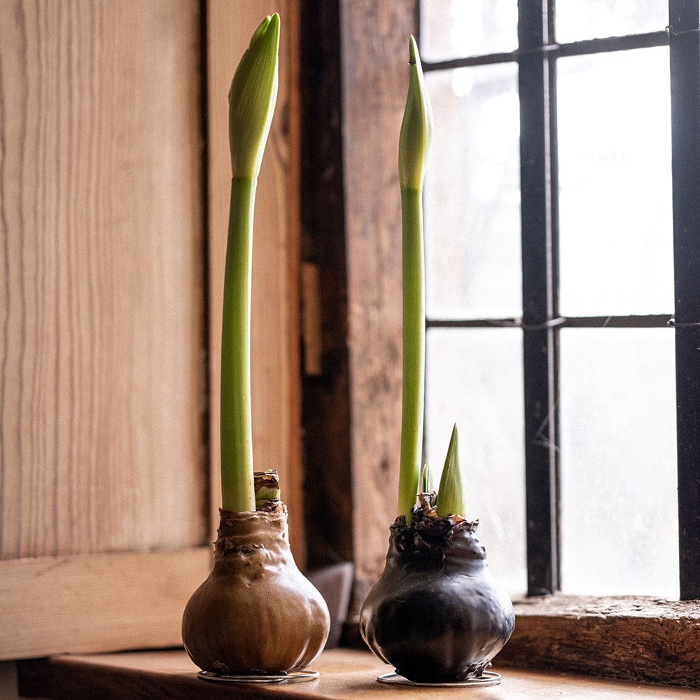 Wax Amaryllis - No Water Living Amaryllis