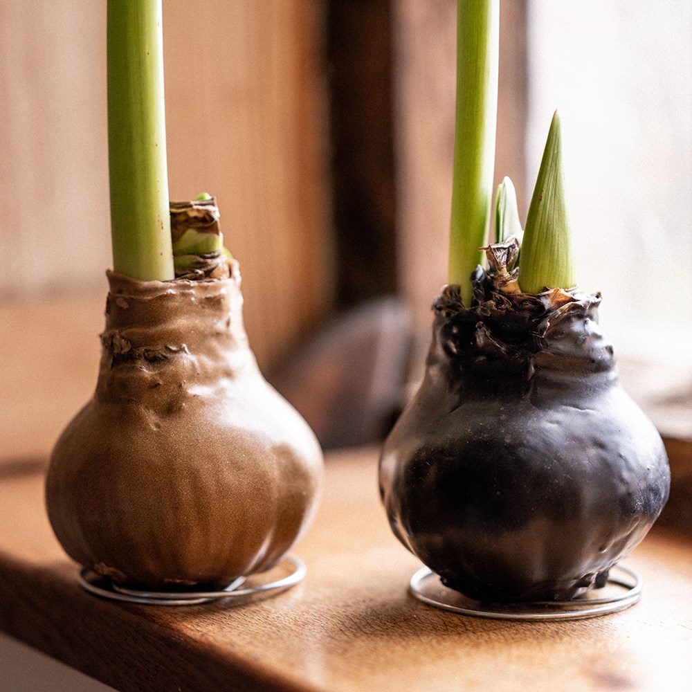 Wax Amaryllis - No Water Living Amaryllis