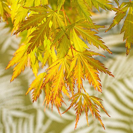Acer Palmatum Orange Lace | Japanese Maple