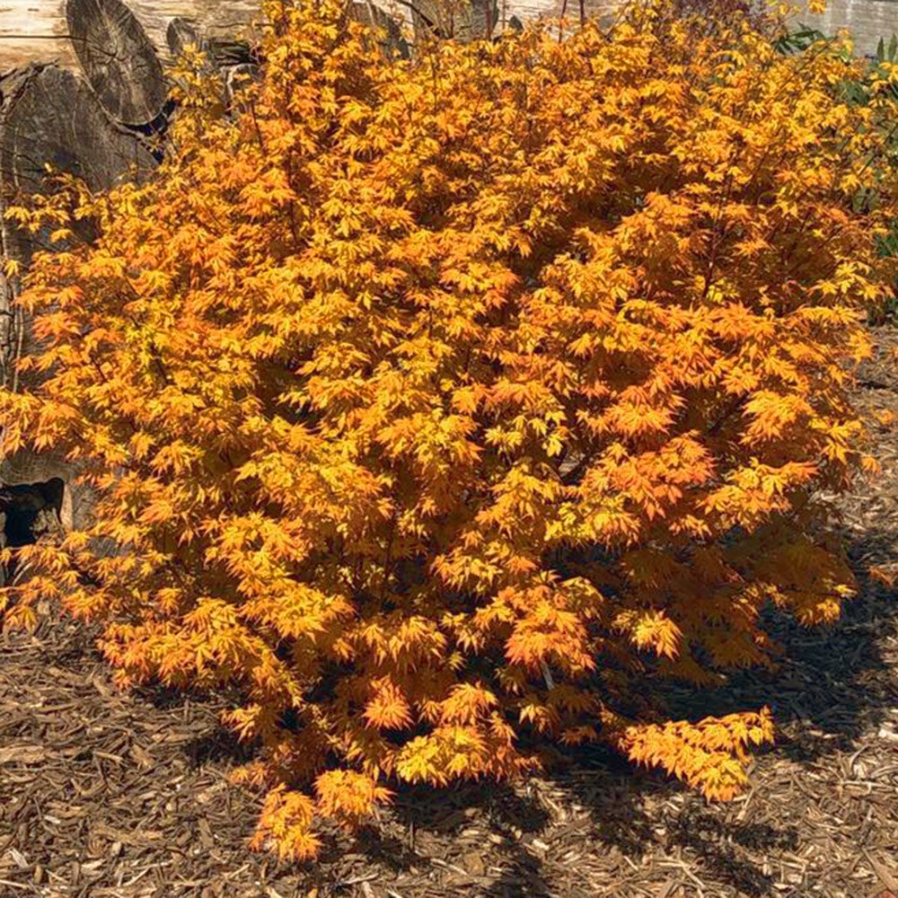 Acer Palmatum Orange Lace | Japanese Maple
