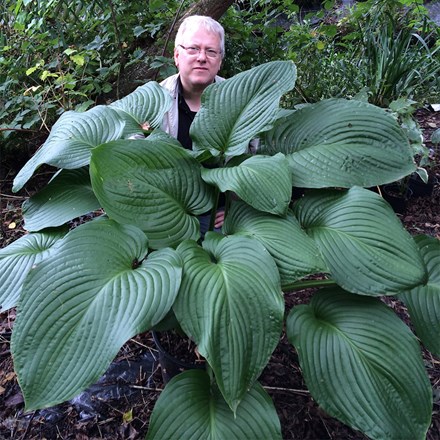 Hosta T-Rex
