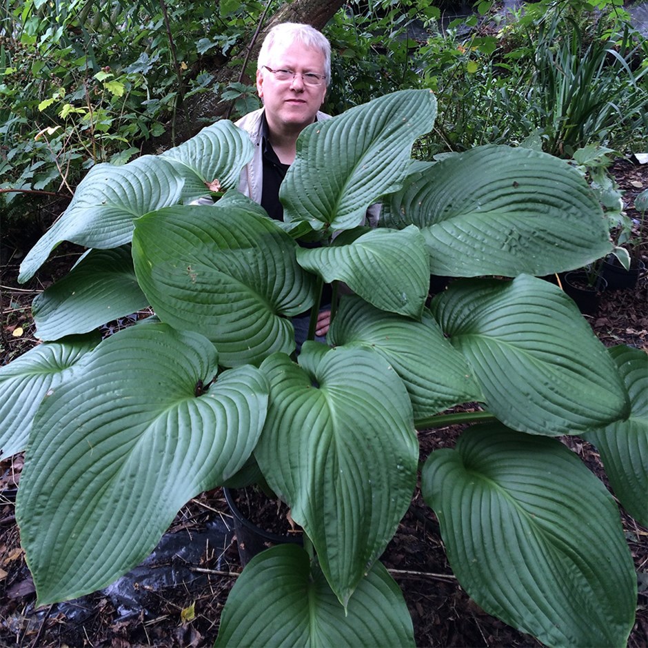 Hosta T-Rex | Giant Plantain Lily