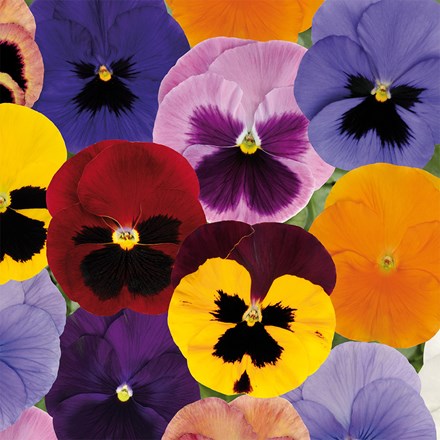 Pansy Matrix F1 Autumn Select Mixed