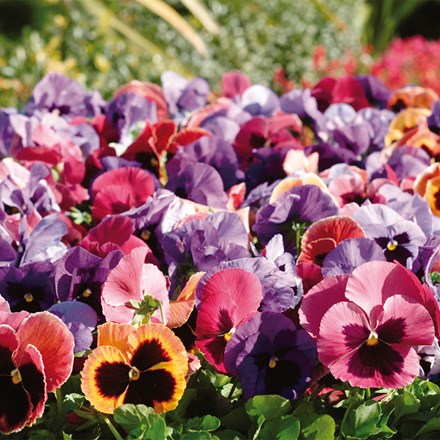Pansy Matrix F1 Coastal Sunrise Mixed
