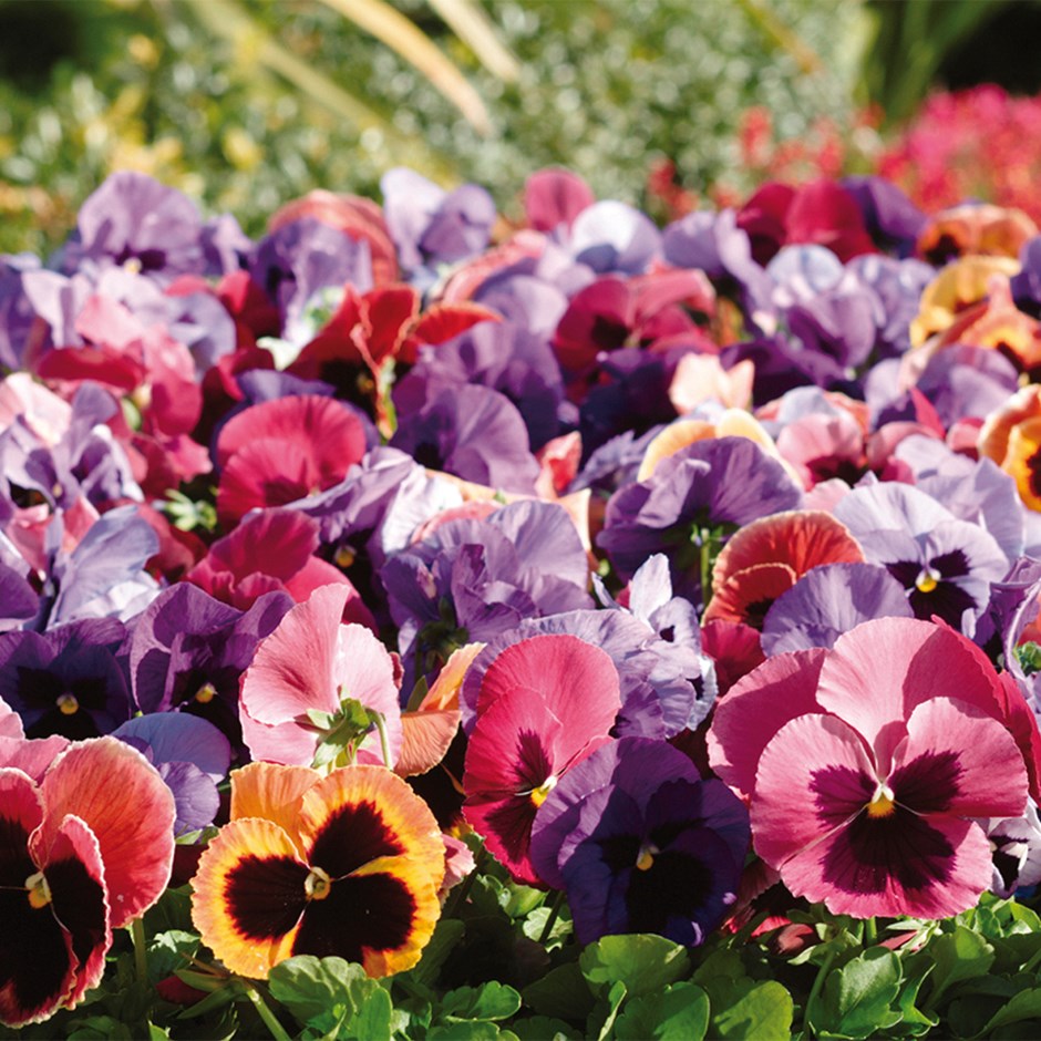 Pansy Matrix F1 Coastal Sunrise Mixed