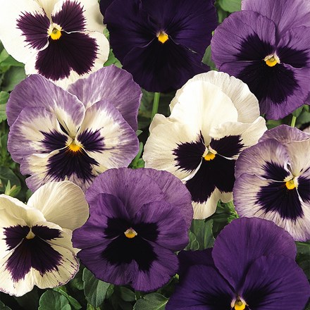 Pansy Matrix F1 Ocean Breeze Mixed