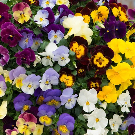 Pansy Cool Wave F1 Mixed