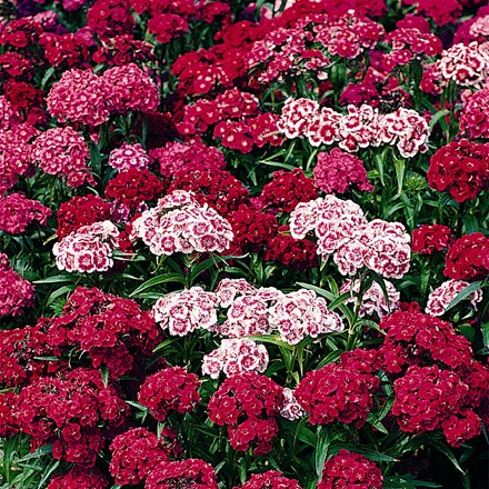 Sweet William Indian Carpet