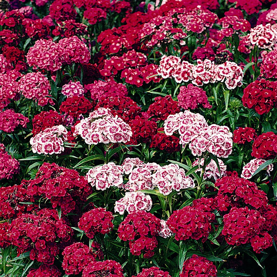 Sweet William Indian Carpet
