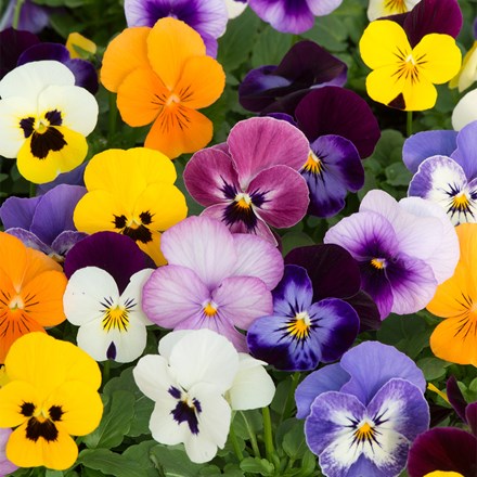Viola Sorbet F1 Mixed