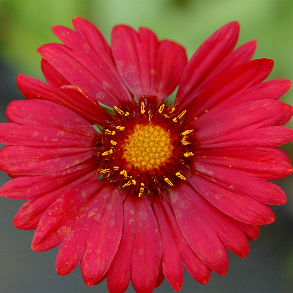Gaillardia Burgunder | Blanket Flower