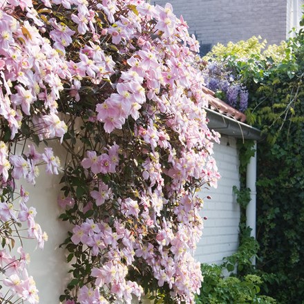 clematis (group 1) (syn. Clematis montana Mayleen)
