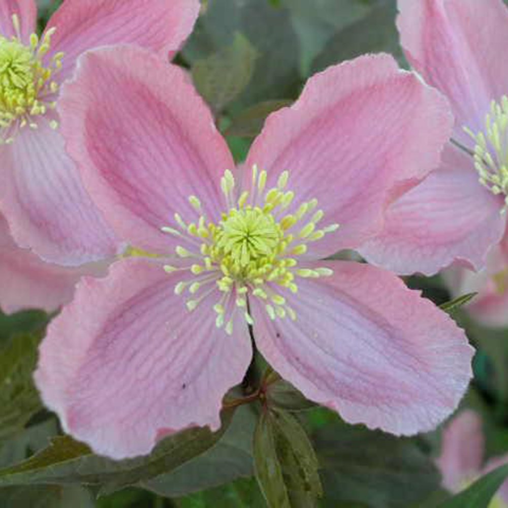 Clematis Mayleen | Montana Clematis