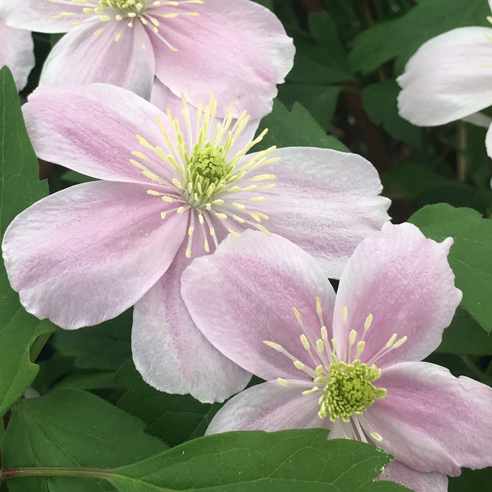 Clematis Mayleen | Montana Clematis