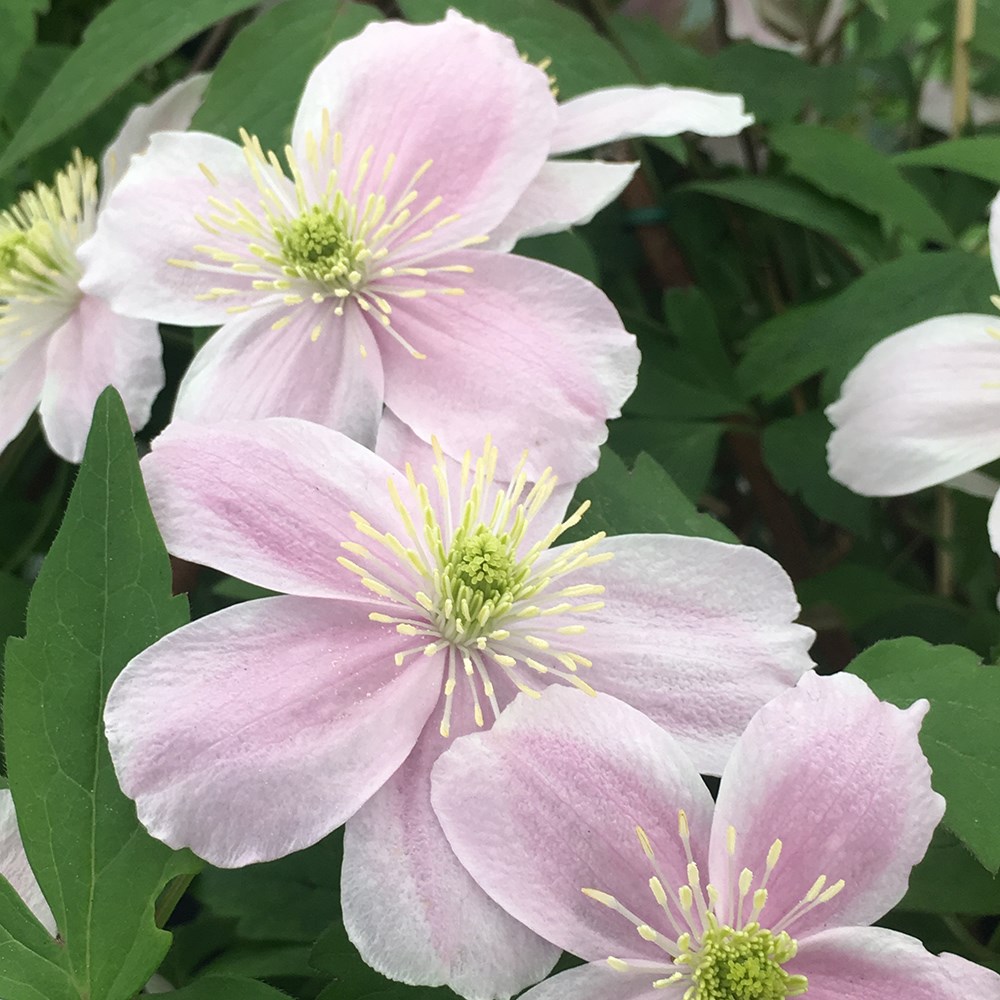 Clematis Mayleen | Montana Clematis