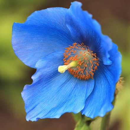 Meconopsis baileyi