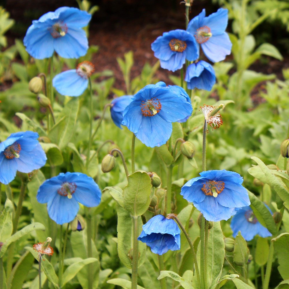 Meconopsis Baileyi | Himalayan Blue Poppy