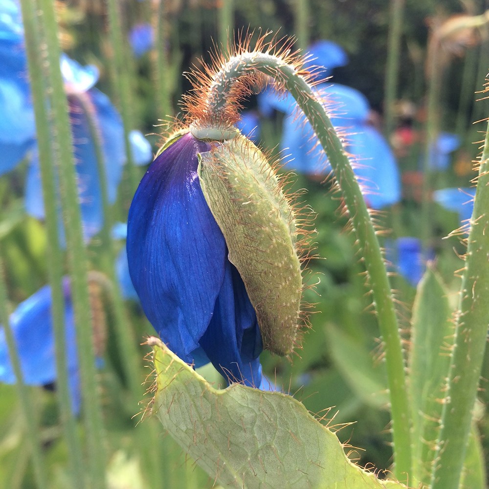 Meconopsis Baileyi | Himalayan Blue Poppy