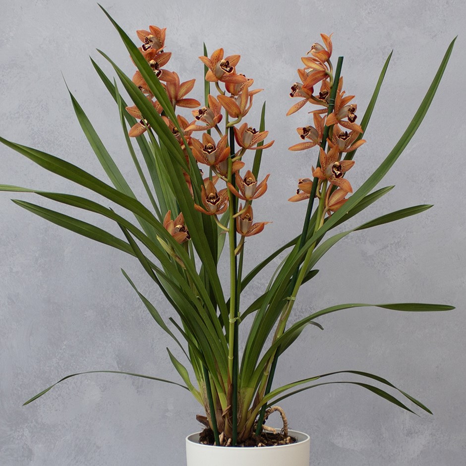 Cymbidium Ginger Bread | Orchid