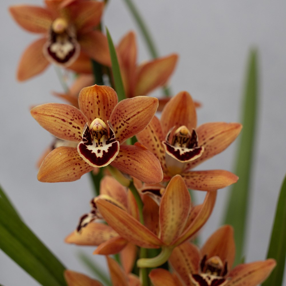 Cymbidium Ginger Bread | Orchid