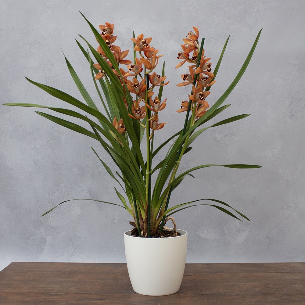 Cymbidium Ginger Bread | Orchid