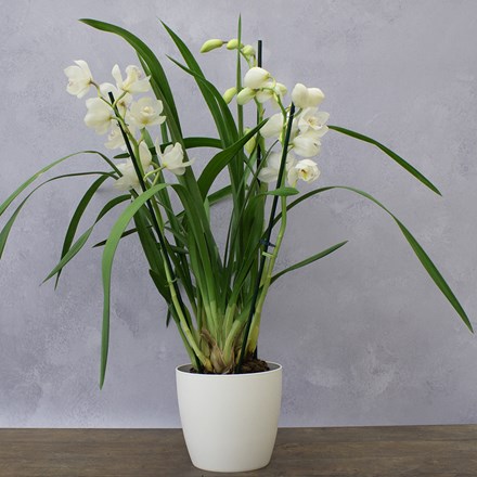 Cymbidium Icing Sugar