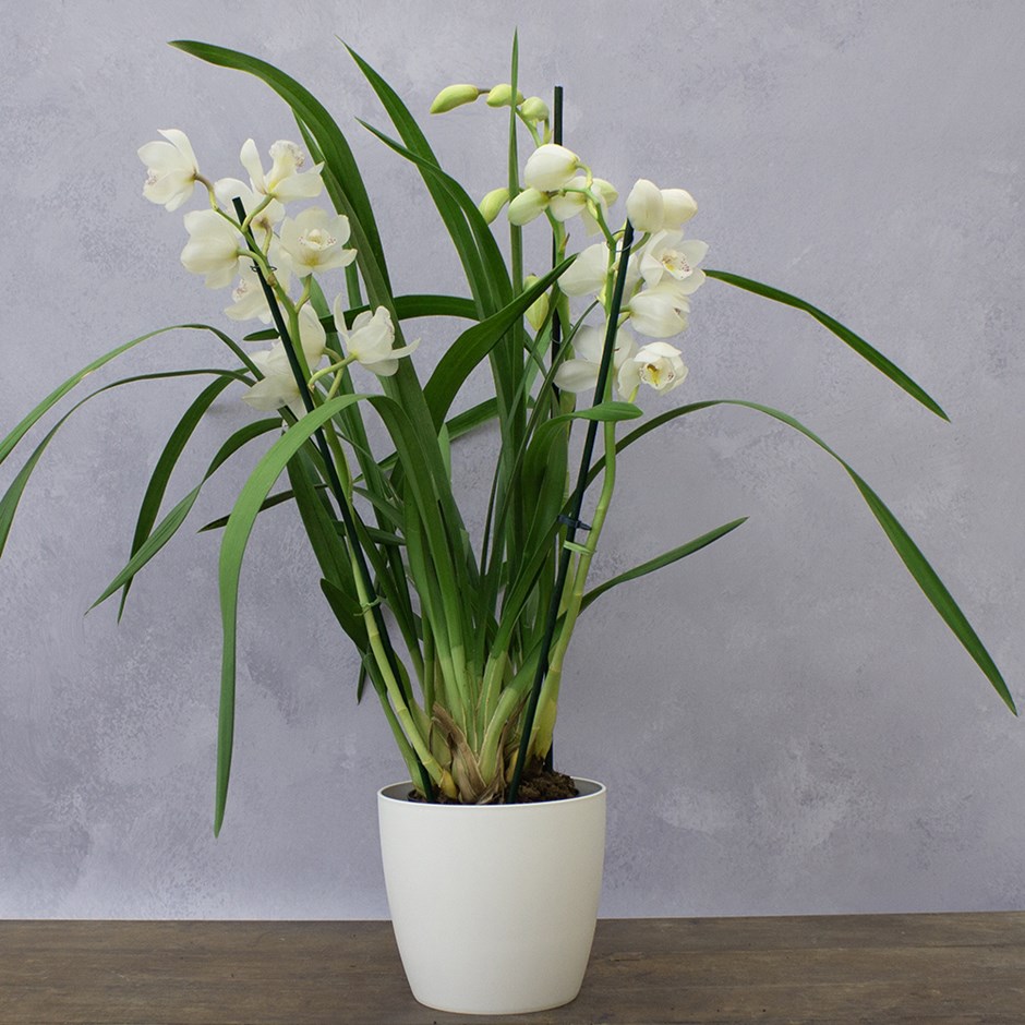 Cymbidium Icing Sugar | Orchid