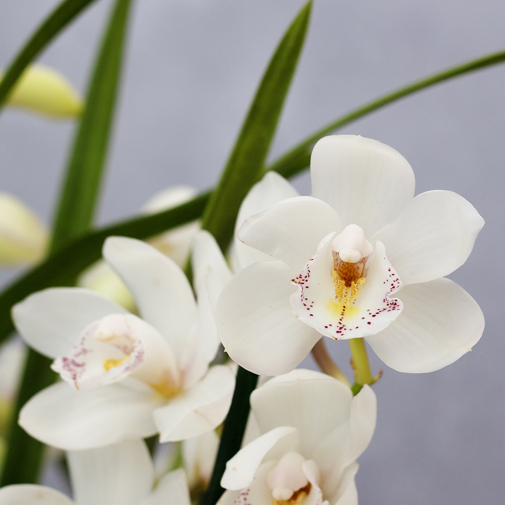 Cymbidium Icing Sugar | Orchid