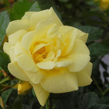 Rosa Flower Carpet Gold | Ground Cover Rose
