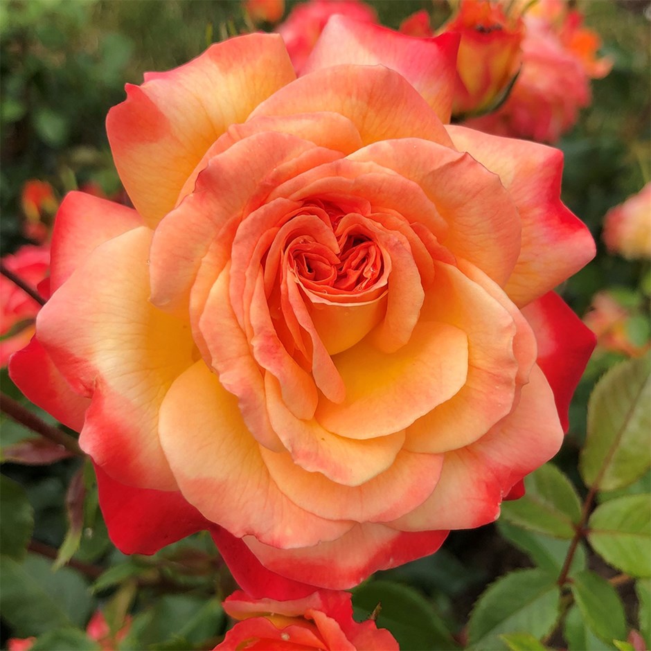 Rosa Meteor | Floribunda Bush Rose