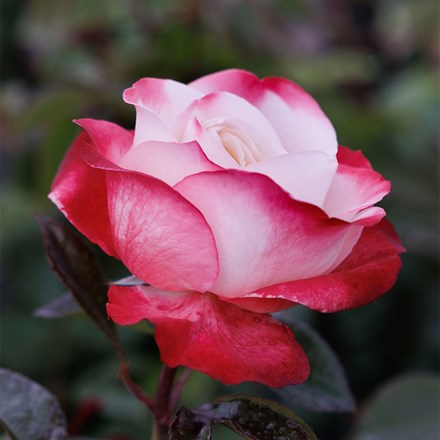 Rosa Nostalgia | Hybrid Tea Rose