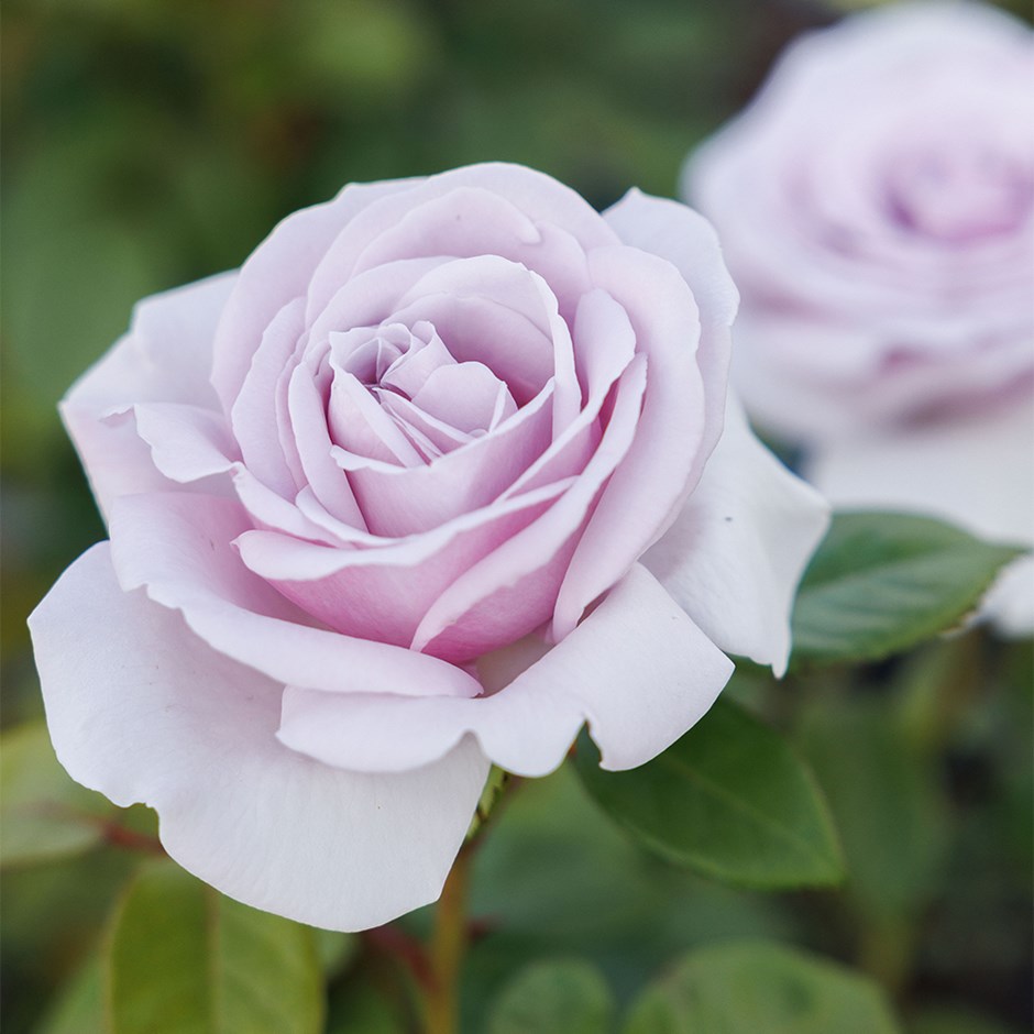 Rosa Pacific Blue | Hybrid Tea Rose