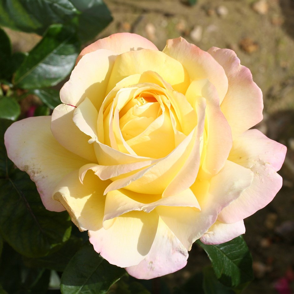 Rosa Peace | Hybrid Tea