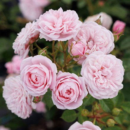 Rosa Pink Hit (Silver Wishes) | Patio Rose
